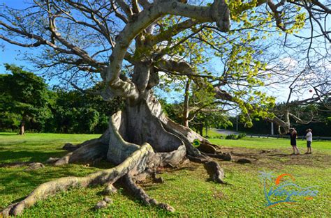 Ceiba Tree Vieques Puerto Rico Arbol De Ceiba