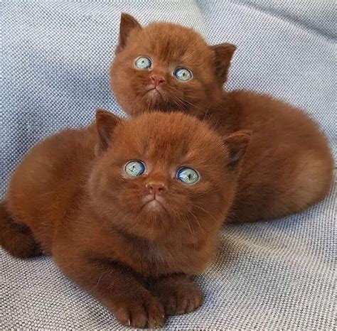 Brown Kittens With Blue Eyes Eyebleach