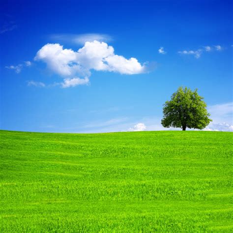 푸른 하늘 백운 잔디 애나무 배경 배경 하늘 잔디 잔디 배경 무료 다운로드를위한 배경 이미지