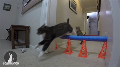 Didga And Boomer Courses Cat Races Obstacles Fancy Cats Obstacle