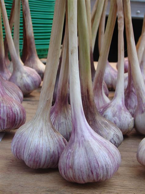 Fresh Garlic Is So Sweet Making It Perfect For Vinaigrettes