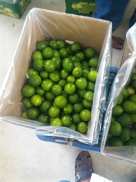 Green Limesseedless Fresh Limehigh Quality Fresg Lime Vietnam84