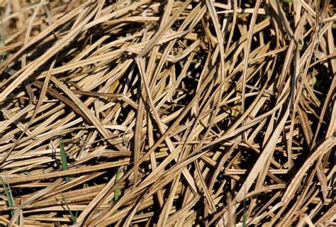 Hay Dry Grass Free Texture