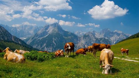 Mountains Landscapes Nature Animals Cows Wallpaper 1920x1080 293936