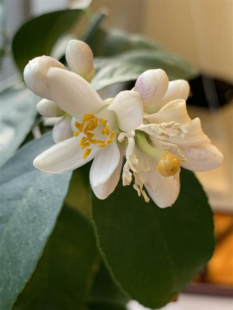 And, as evolutionary biologists have recently discovered. I was given a Meyer lemon tree as a gift and understand ...