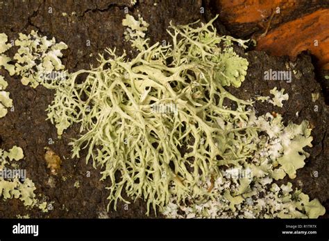 Oak Moss Lichen Everania Prunastri Growing On A Tree Branch In An