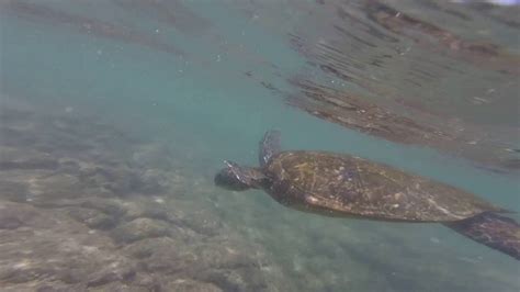 Turtle Swimming At Turtle Beach Youtube