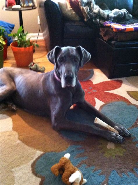 My sweet Sadie love. 8 years old. Rescued through Mid-Atlantic Great