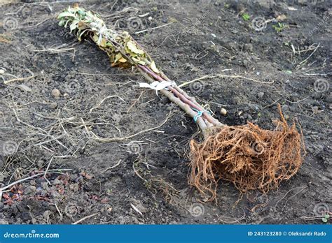 Planting Bare Root Trees In Autumn A Close Up Of Bare Root Fruit Trees