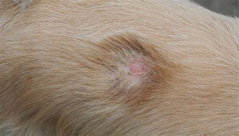 Are Dog Bacterial Skin Infections Contagious