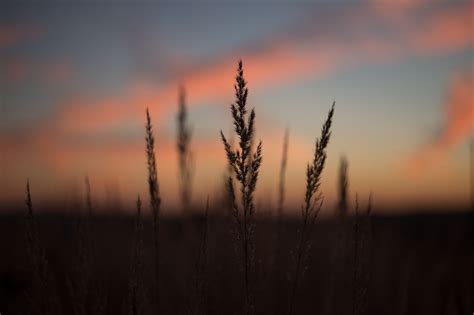 Blades Of Wild Grass Beautiful Scenery Pictures Sunset Photos