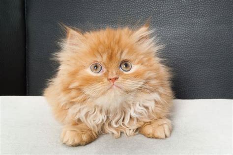 Maine Coon Vs Persian Cat