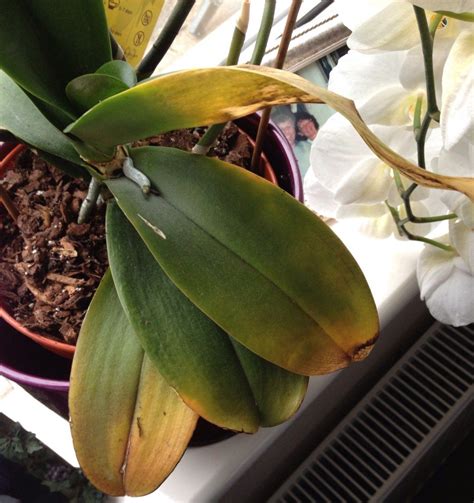Orchid Health: Rot - My First Orchid | Orchid leaves, Orchid leaves turning yellow, Repotting ...