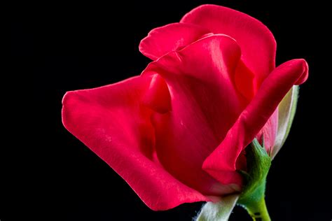 Free Images Blossom Flower Petal Bloom Pink Red Rose Close Up