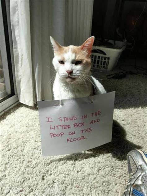 Sphynx Cat Kitten Dog Dog Shaming Cat Shaming Lolcat