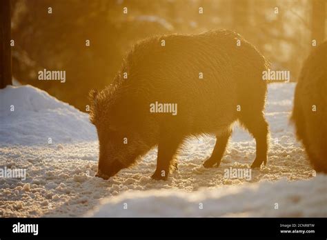 European Wild Boar Sus Scrofa Scrofa Winter Forest Sideways