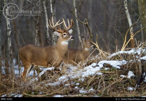 Buck Whitetail Deer And Doe In Sowy Woods