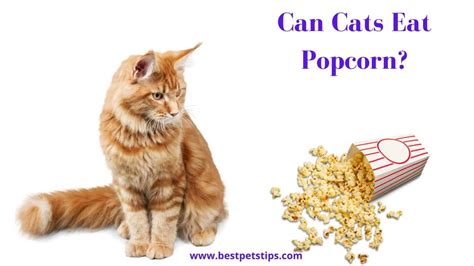 Can Cats Eat Popcorn All You Need To Know