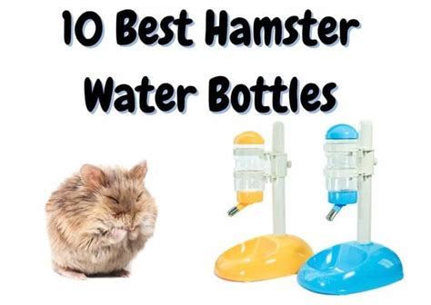 10 Best Hamster Water Bottles 2023 Update The Pet Savvy