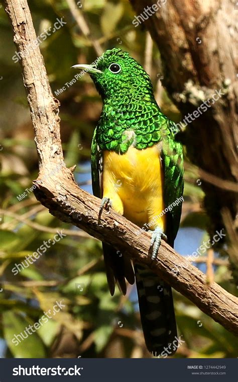 African Emerald Cuckoo Chrysococcyx Cupreus Stock Photo 1274442949