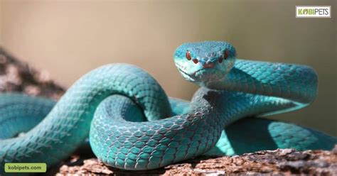How To Determine A Snakes Sex Kobi Pets