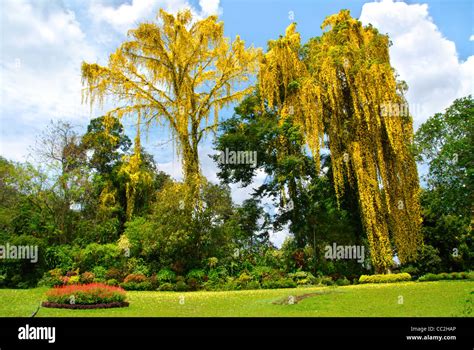 Royal Peradeniya Botanical Gardens Near Kandy Sri Lanka The Park Is