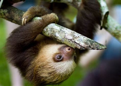 Baby Sloths Wallpapers Wallpaper Cave
