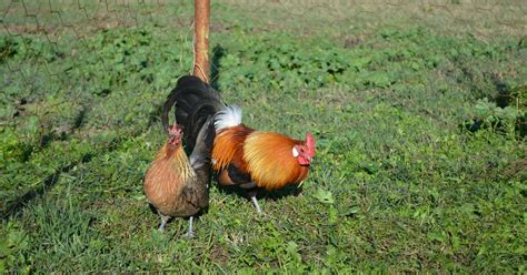 Características De La Gallina Kriel Holandesa Una Raza Enana