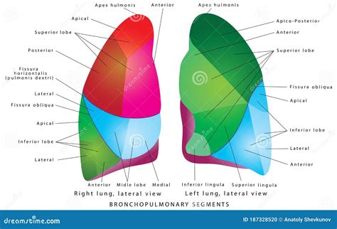 The Segments Of Lung Stock Vector Illustration Of Structure 187328520