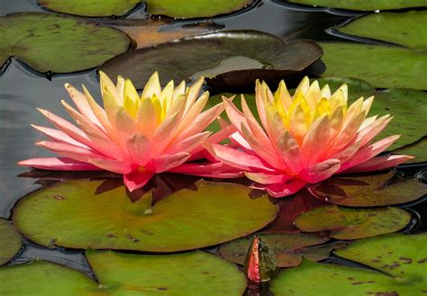 Best Types Of Water Plants For Purifying Your Water Pond Natgeos