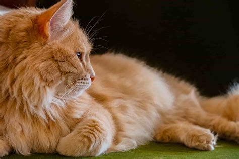 How Much Do Orange Tabby Cats Cost Heres A Complete Breakdown