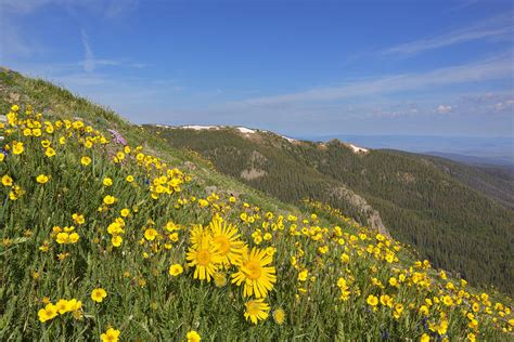 Colorado Wildflowers On Byers Peak 2 Photograph By Rob Greebon