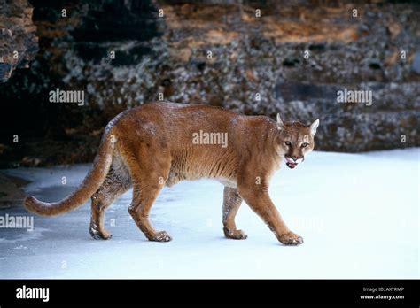 Cougar Walking In Winter Stock Photo 16917285 Alamy