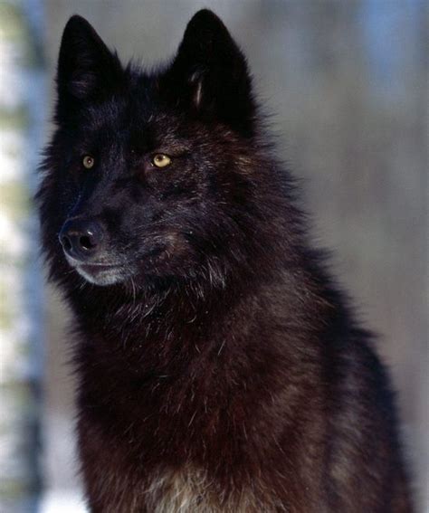 Dark Auburn Wolf In 2020 Wolf With Blue Eyes Wolf Dog Black Wolf