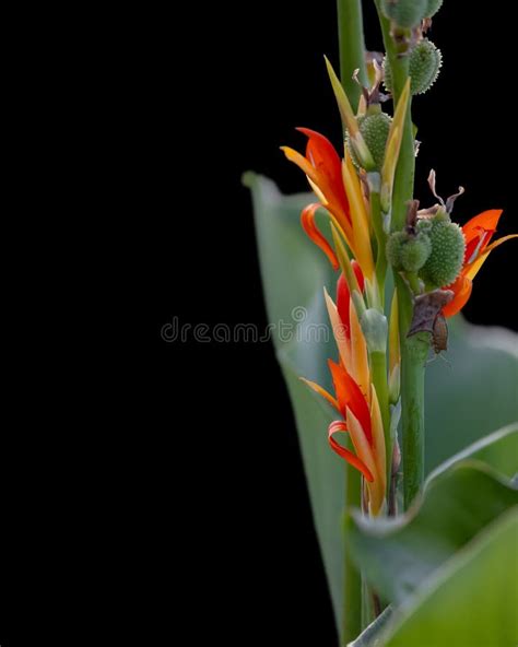 Close Up Shot Of Red Canna Lily Flower Stock Image Image Of Shot