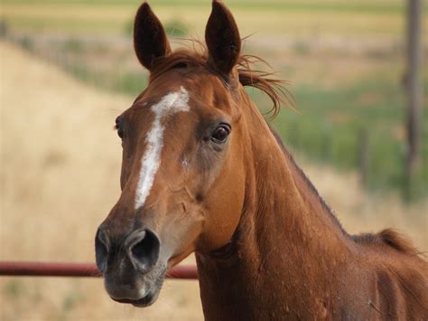 Filechestnut Horse Head All Excited Wikimedia Commons