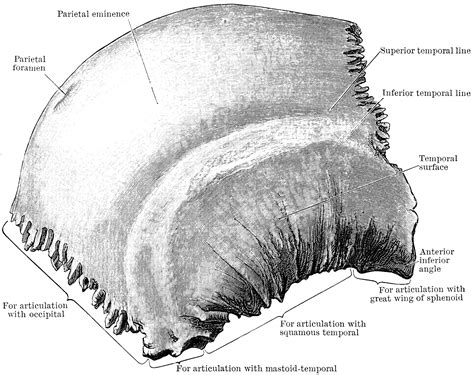Outer Surface Of The Parietal Bone Clipart Etc