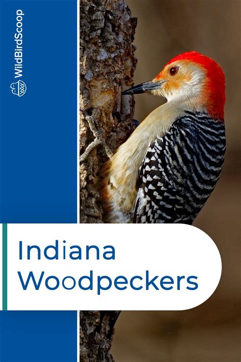 7 Most Stunning Woodpeckers In Indiana To Look For In 2021 Backyard