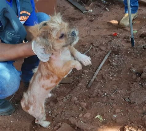 O GRITO DO BICHO 3 Polícia resgata mais de 180 animais que viviam