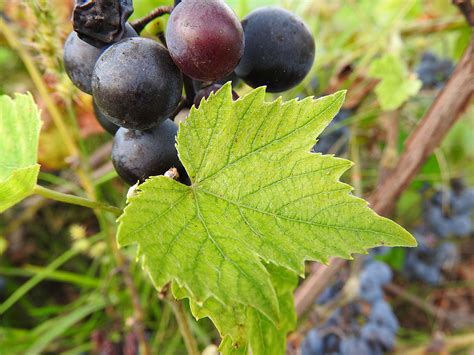 Flower bulbs, annuals and perennials add color to gardens. Free Images : tree, branch, grape, fruit, berry, flower ...