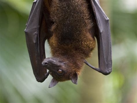 Fruit Bat Bat Facts And Information