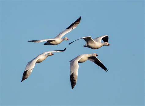 Snow Geese Anser Caerulescens Flying Photograph By Panoramic Images