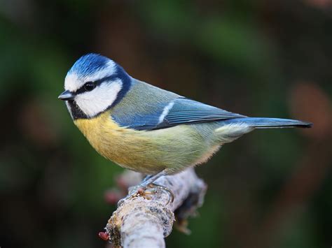 20 Most Common Irish Garden Birds | Easy Identification Guide