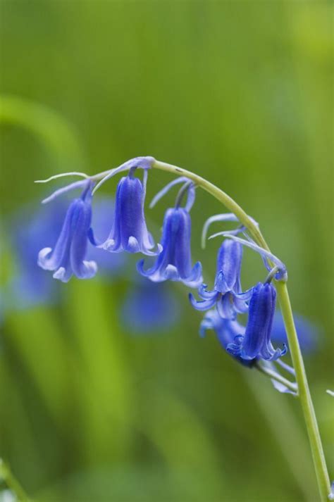 20x English Bluebells Bulbs Hyacinthoides Non Scripta Wild Hyacinth