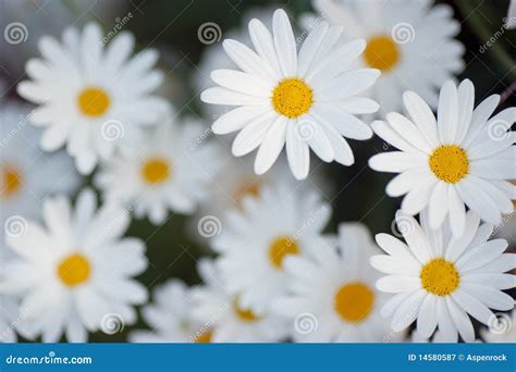 Beautiful Marguerite Flowers Stock Image Image Of Marguerite Outdoor
