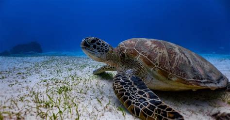 National Aquarium Green Sea Turtle