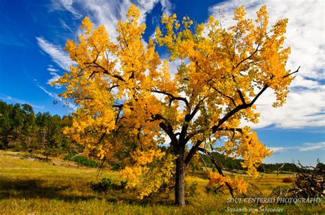 Soul Centered Photography Fall Landscapes Cottonwood Tree New Mexico