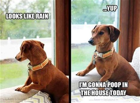 dog hates  rain  dog people  rovercom