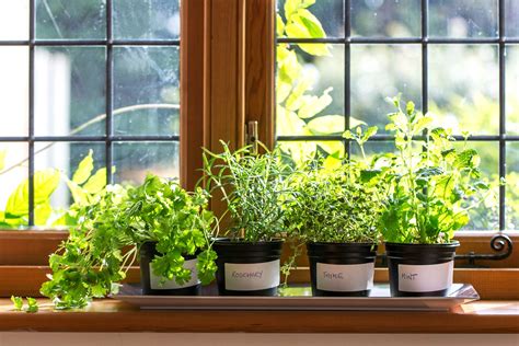 7 Easiest Herbs To Grow Indoors This Old House