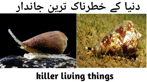 6 Small And Dangerous Animal In The World Urdu دنیا کے سب